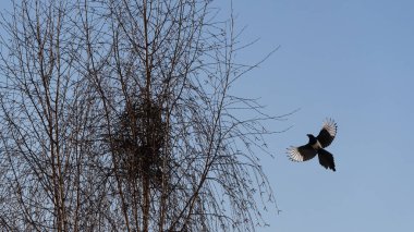 MAGPIE VE TREE Kuş bir yuva yapmaya çalışıyor