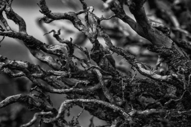 LANDSCAPE FOREST - Çok eski bir ağacın kuru kökleri