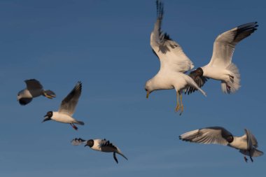 Deniz kuşları mavi gökyüzüne doğru uçar.