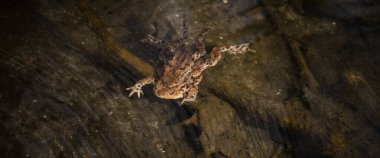 TOAD - İlkbaharın başlarında bir orman deresinde amfibiler