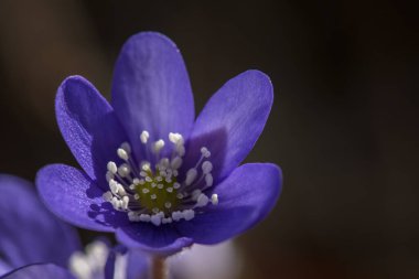 HEPATICA - Çayırdaki renkli bahar çiçeği