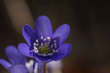 HEPATICA - Çayırdaki renkli bahar çiçeği