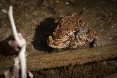 TOAD - İlkbaharın başlarında bir orman deresinde amfibiler