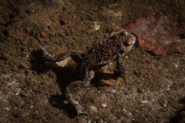 TOAD - İlkbaharın başlarında bir orman deresinde amfibiler