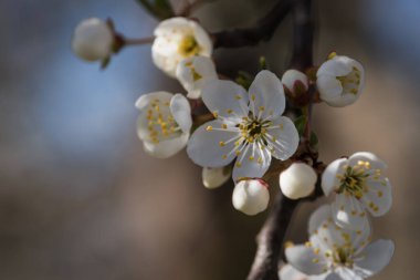 Bahar - Çiçek açan meyve ağacının beyaz çiçekleri
