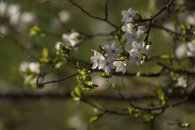 Bahar - Çiçek açan meyve ağacının beyaz çiçekleri