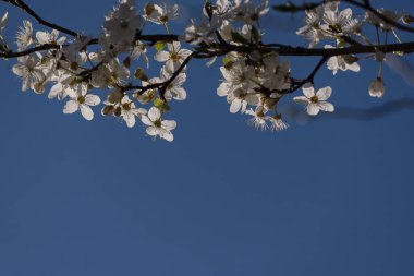 Bahar - Çiçek açan meyve ağacının beyaz çiçekleri