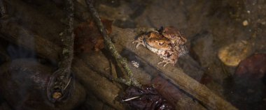 TOAD - İlkbaharın başlarında bir orman deresinde amfibiler