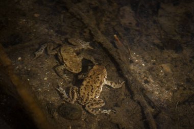 TOAD - İlkbaharın başlarında bir orman deresinde amfibiler