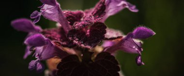  Çayırda güzel çiçekler açan ölü-ölü-ağıl.