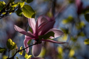 MAGNOLIA - Şehir parkında güzel bir çiçek ağacı