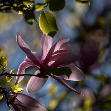 Günbatımında Çiçekler - Şehir parkında güzel bir çiçek ağacı