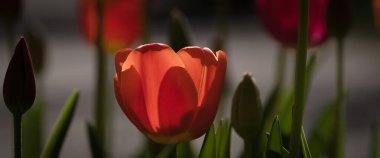 TULIPS - Şehir parkında güzel bir çiçek ağacı