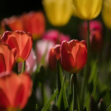 TULIPS - Şehir parkında güzel bir çiçek ağacı