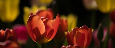 TULIPS - Şehir parkında güzel bir çiçek ağacı