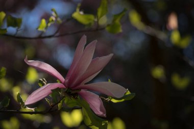 MAGNOLIA - Şehir parkında güzel bir çiçek ağacı