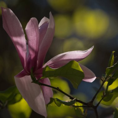 MAGNOLIA - Şehir parkında güzel bir çiçek ağacı