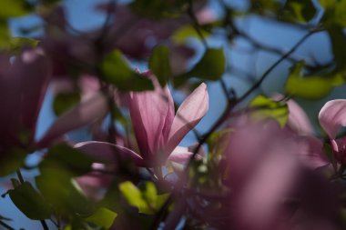 MAGNOLIA - Şehir parkında güzel bir çiçek ağacı