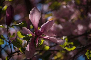 MAGNOLIA - Polczyn Zdroj 'daki bir spa bahçesinde güzel bir çiçek ağacı (Polonya)