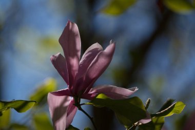 MAGNOLIA - Polczyn Zdroj 'daki bir spa bahçesinde güzel bir çiçek ağacı (Polonya)