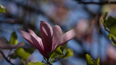 MAGNOLIA - Polczyn Zdroj 'daki bir spa bahçesinde güzel bir çiçek ağacı (Polonya)