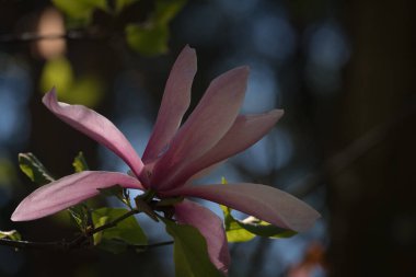 MAGNOLIA - Polczyn Zdroj 'daki bir spa bahçesinde güzel bir çiçek ağacı (Polonya)
