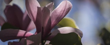 MAGNOLIA - Polczyn Zdroj 'daki bir spa bahçesinde güzel bir çiçek ağacı (Polonya)