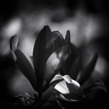 MAGNOLIA - Polczyn Zdroj 'daki bir spa bahçesinde güzel bir çiçek ağacı (Polonya)