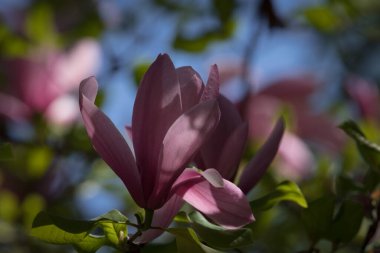 MAGNOLIA - Polczyn Zdroj 'daki bir spa bahçesinde güzel bir çiçek ağacı (Polonya)