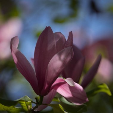 MAGNOLIA - Polczyn Zdroj 'daki bir spa bahçesinde güzel bir çiçek ağacı (Polonya)