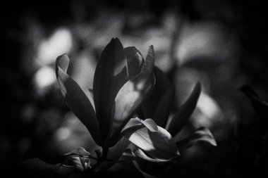 MAGNOLIA - Polczyn Zdroj 'daki bir spa bahçesinde güzel bir çiçek ağacı (Polonya)