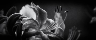 PONTIC AZALEA - Polczyn Zdroj 'da (Polonya)