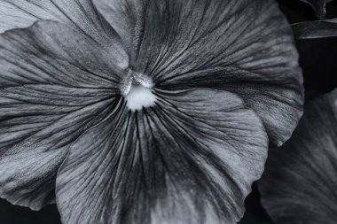 PANSIES - Polczyn Zdroj 'daki bir spa bahçesinde güzel bir çiçek ağacı (Polonya)