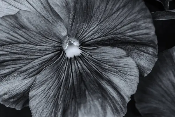 PANSIES - Polczyn Zdroj 'daki bir spa bahçesinde güzel bir çiçek ağacı (Polonya)