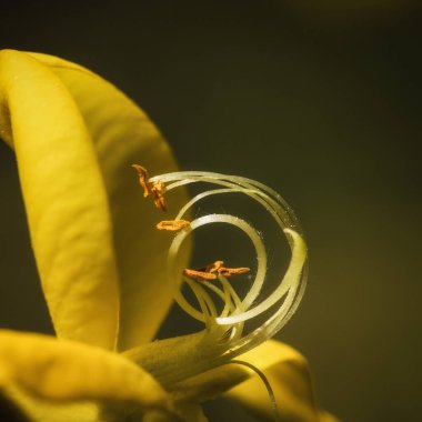 COMON KOVASI veya SCOTCH KURUMU - Bir bahar çiçeğinin sarı çiçekleri