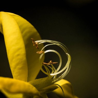 COMON KOVASI veya SCOTCH KURUMU - Bir bahar çiçeğinin sarı çiçekleri