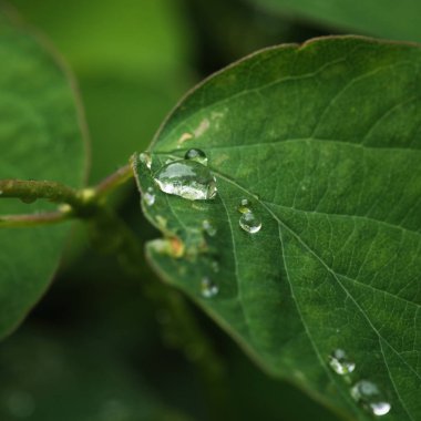 RAIN - Bir bitkinin yeşil yaprakları üzerine su damlaları