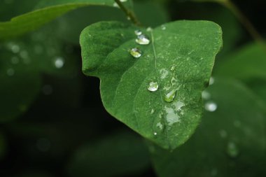 RAIN - Bir bitkinin yeşil yaprakları üzerine su damlaları