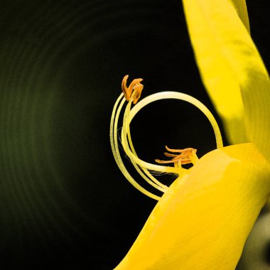 COMON KOVASI veya SCOTCH KURUMU - Bir bahar çiçeğinin sarı çiçekleri