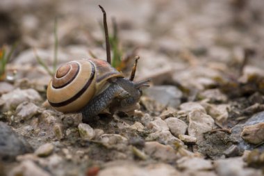 SNAIL - Taştan bir yolda sırtüstü yatmış bir hayvan