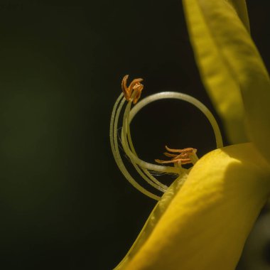 COMON KOVASI veya SCOTCH KURUMU - Bir bahar çiçeğinin sarı çiçekleri