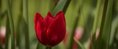 TULIPS - Şehir parkında güzel bir çiçek ağacı