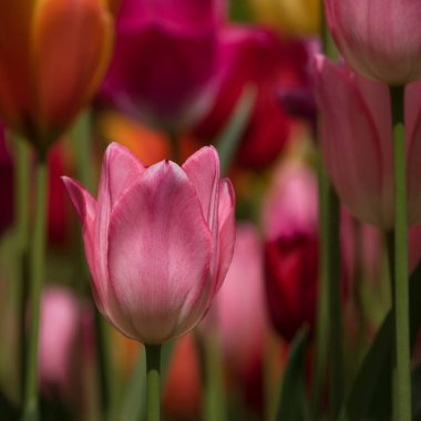TULIPS - Şehir parkında güzel bir çiçek ağacı