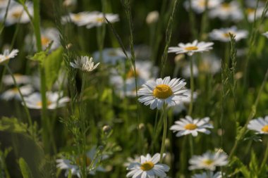 YAZ LANDSCAPE - Tarlada açan papatya çiçekleri