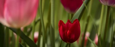 TULIPS - Şehir parkında güzel bir akarsu