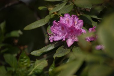 Güneş Işığında Çiçekler - Bir şehir parkında çiçek açan güzel bir rhododendron