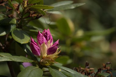 Güneş Işığında Çiçekler - Bir şehir parkında çiçek açan güzel bir rhododendron