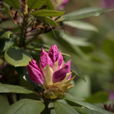 Güneş Işığında Çiçekler - Bir şehir parkında çiçek açan güzel bir rhododendron