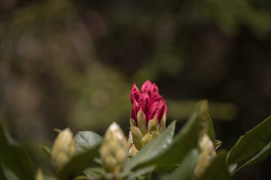 Güneş Işığında Çiçekler - Bir şehir parkında çiçek açan güzel bir rhododendron