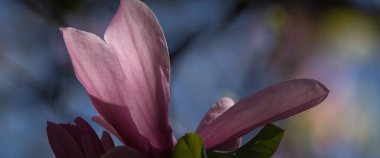 MAGNOLIA - Polczyn Zdroj 'daki bir spa bahçesinde güzel bir çiçek ağacı (Polonya)